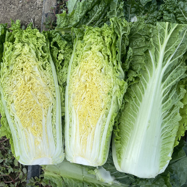 'Jinqi No.5' Chinese Cabbage Seeds, 5g