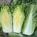 'Jinqi No.5' Chinese Cabbage Seeds, 5g