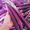 'Hangqie No.1' Eggplant Seeds, 100 Seeds