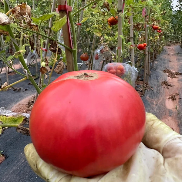 Red Brandywine Beefsteak Tomato, 10 Seeds