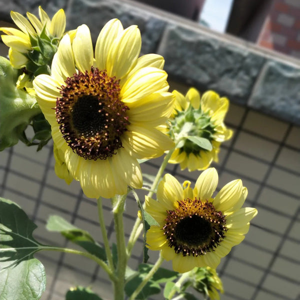 'Green Crown' Ornamental Sunflower Seeds, 1g