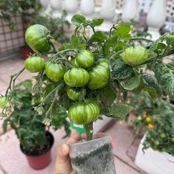 'Eden Micro Tiny No.4' Tomato Seeds, 3 Seeds