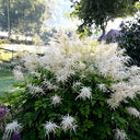 Goat's Beard, 10 Seeds