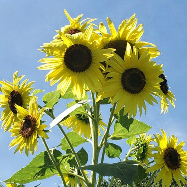 Lemon Yellow Sunflower, 150 Seeds