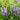 Mountain Mint, 500 Seeds