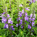 Mountain Mint, 500 Seeds
