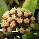 Hoya finlaysonii Narrow Leaf, 4 Cuttings