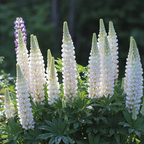 White Lupin, 100 Seeds
