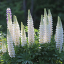 White Lupin, 100 Seeds