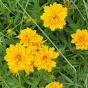 Large-Flowered Tickseed, 200 Seeds