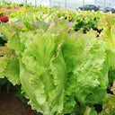 Red Leaf Romaine Lettuce Seeds, 5g