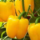 Yellow Lantern Sweet Pepper Seeds, 100 Seeds