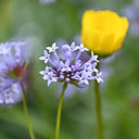 Blue Woodruff Seeds, 200 Seeds