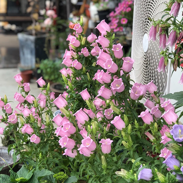 Canterbury Bells, Pink