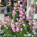 Canterbury Bells, Pink