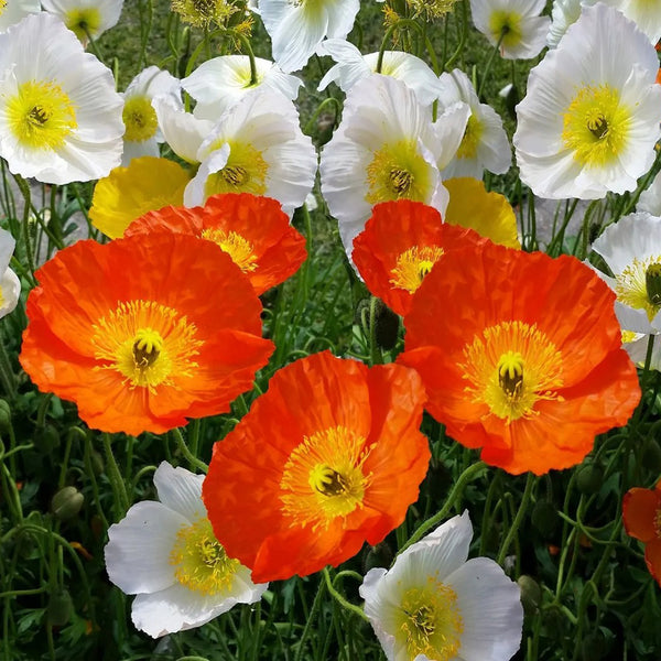 Iceland Poppy, 1g