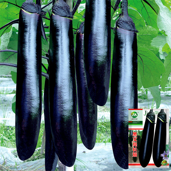 'Glossy Black' Long Eggplant Seeds