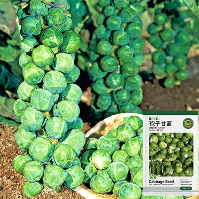 Brussels Sprout