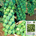 Jingyan Brussels Sprout Kale