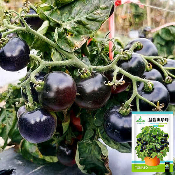 Dwarf Bonsai Black Pearl Tomato Seeds