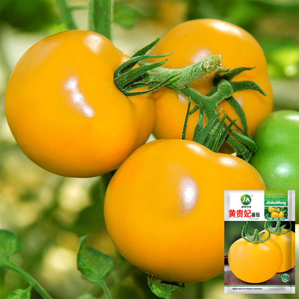 'Imperial Concubine' Yellow Tomato