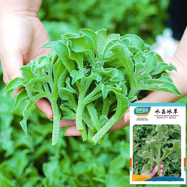 Crystalline Ice Plant Vegetable Seeds