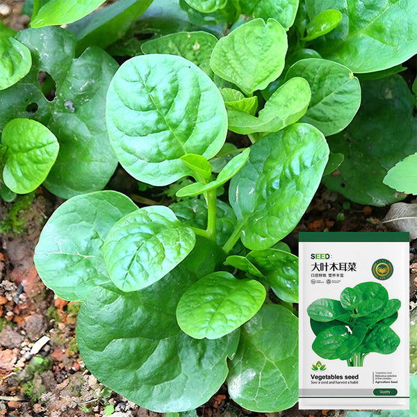 Basella alba Green Malabar spinach Seeds