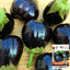 'Black Beauty' Eggplant Seeds