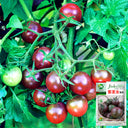 'Purple Pearl' Cherry Tomato Seeds