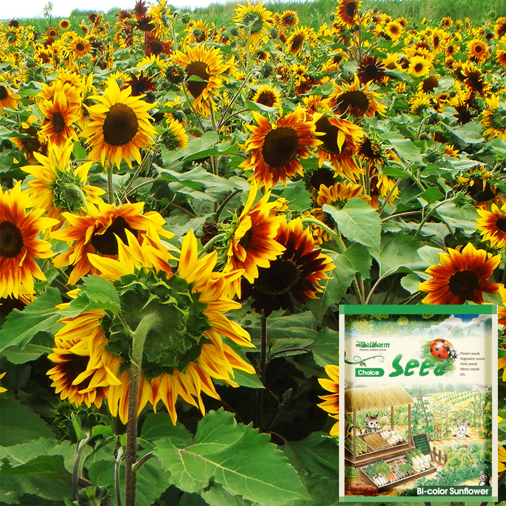 Bi-Colour Sunflower Seeds (90cm)