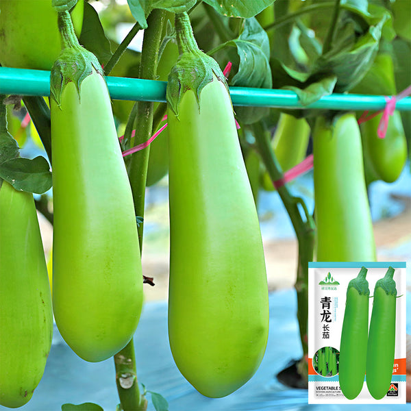 'Green Dragon' Long Eggplant Seeds