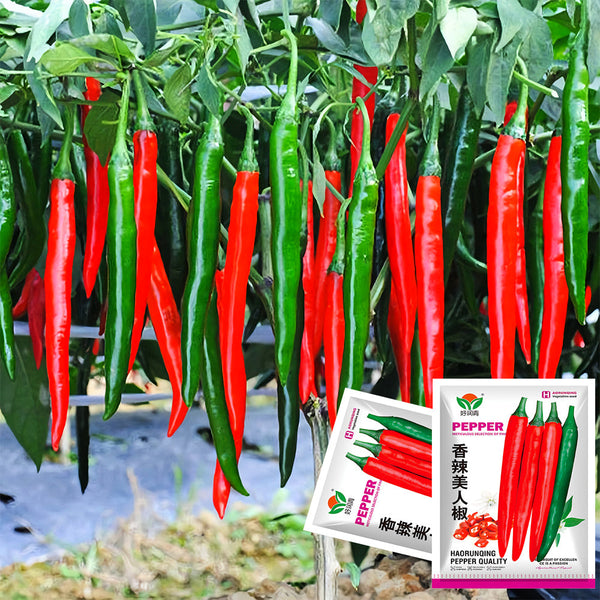 Red Hot Chili Pepper Seeds