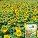 Sunflower F1 Seeds (35cm)