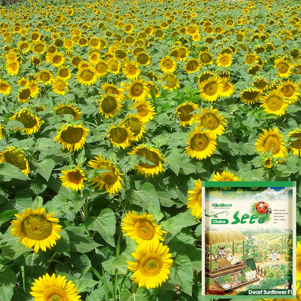 Sunflower F1 Seeds (35cm)