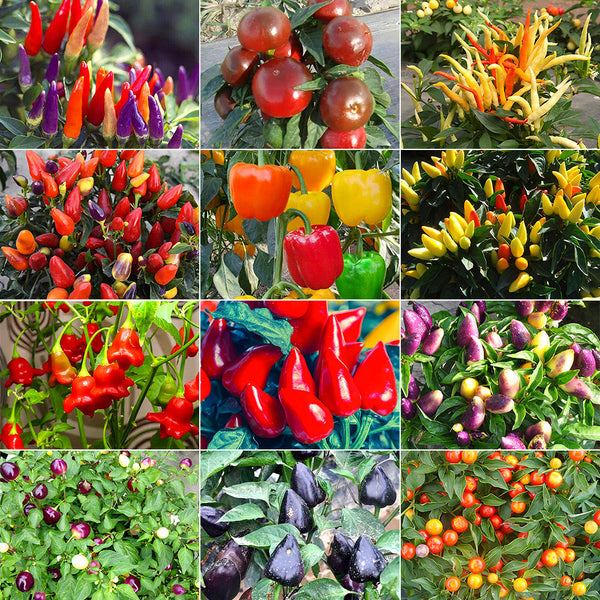 Ornamental Chili Pepper Seeds in Assorted Colors