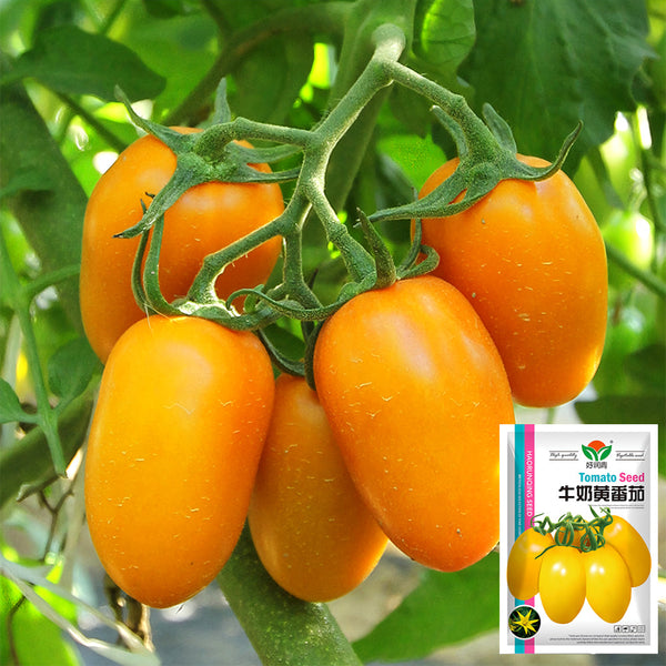 'Radiant Gold' Yellow Tomato Seeds