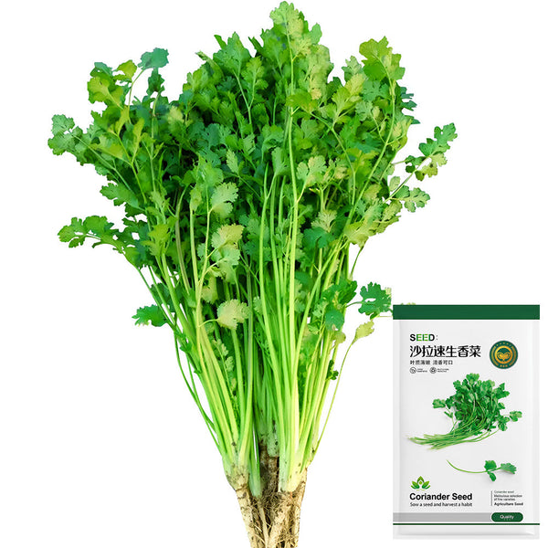 Jingyan Fast-growing Coriander