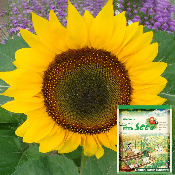 Golden-Brown Sunflower Seeds (60cm)