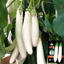 White Long Eggplant Seeds