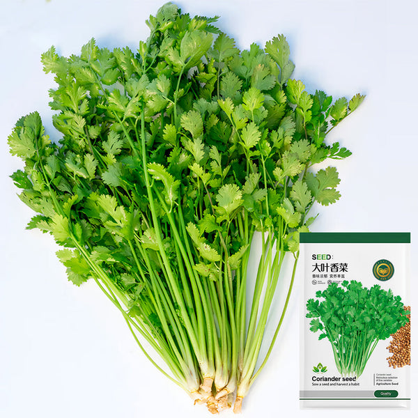 Jingyan Organic Coriander