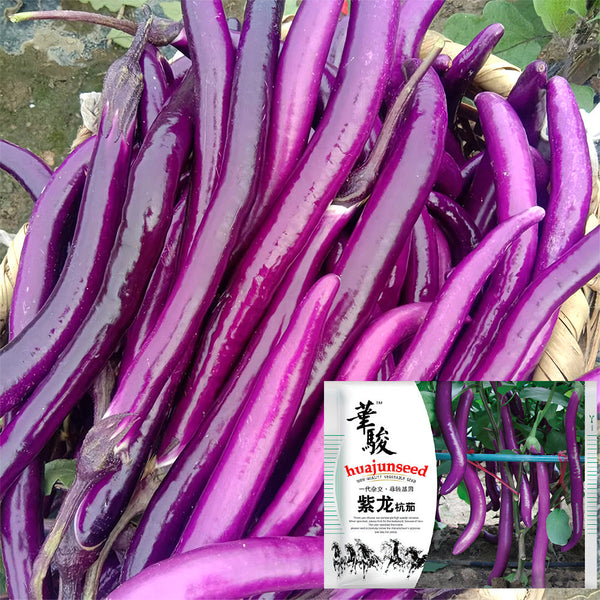 'Purple Dragon' Hangzhou Eggplant Seeds