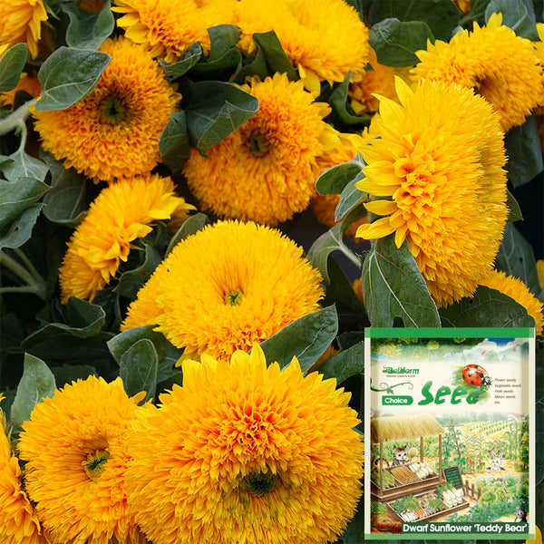 'Teddy Bear' Dwarf Sunflower Seeds