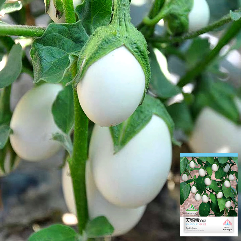 'White Baby' Round Eggplant Seeds