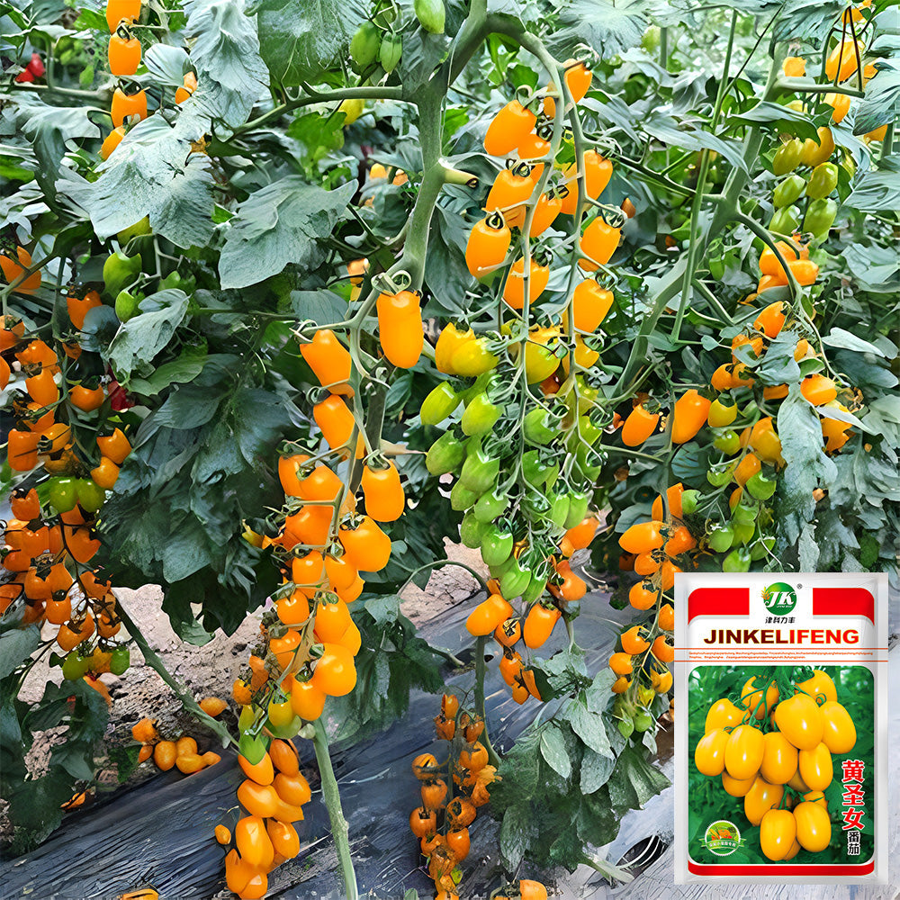 'Yellow Saint' Cherry Tomato