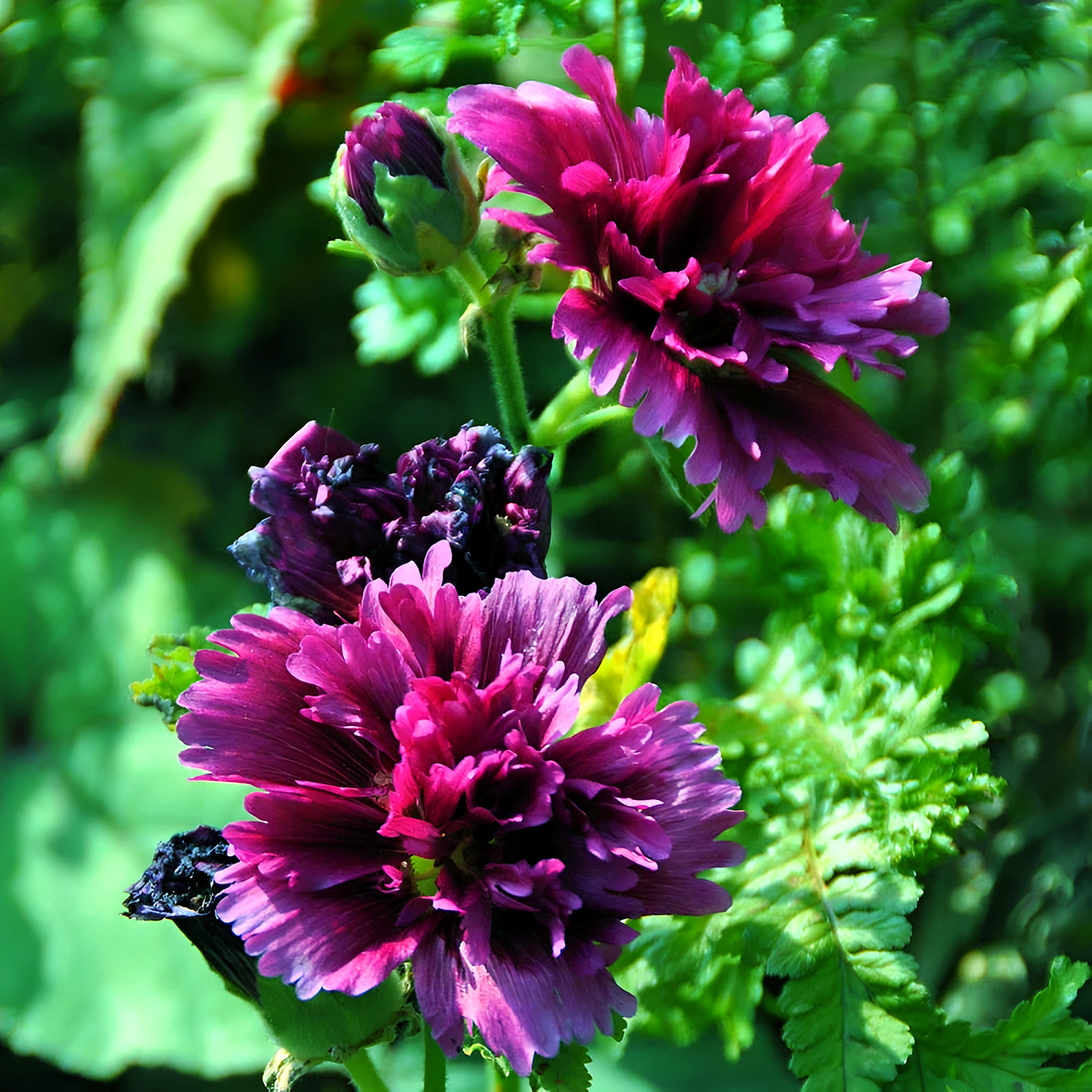 Alcea 'Queeny Purple'