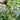 Chinese Large Thorn Fruit Cucumber, 20 Seeds