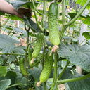 Chinese Large Thorn Fruit Cucumber, 20 Seeds