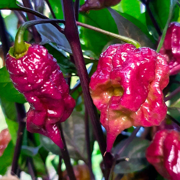 Purple Gator Jigsaw Ghost Pepper, 3 Seeds