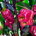 Purple Gator Jigsaw Ghost Pepper, 3 Seeds