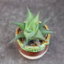 Haworthiopsis limifolia, 4-5cm